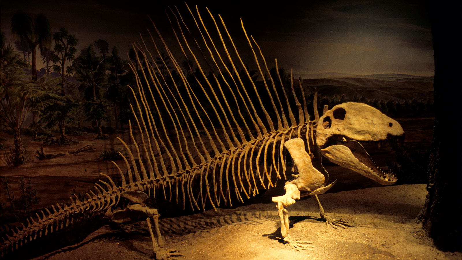 dimetrodon