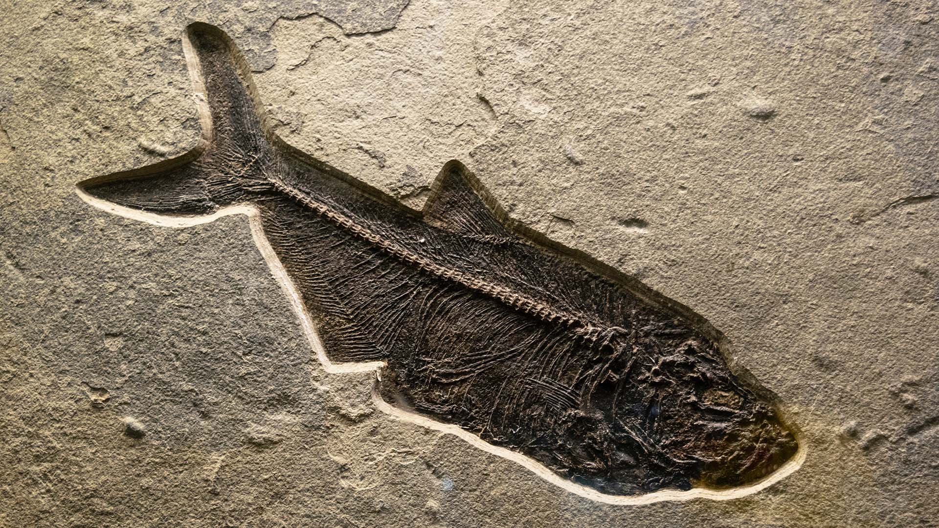 fossil